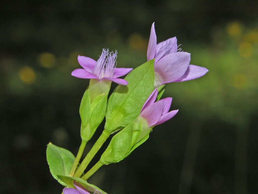 Gentianella campestris / Genzianella campestre